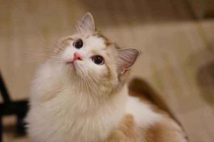 布偶猫的性格特点 布偶猫能活多久