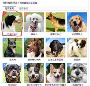 犬类智商排名 狗的品种大全及名字