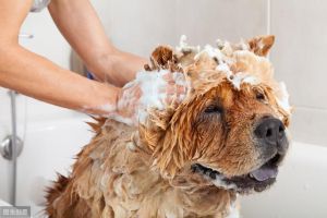 宠物狗多久洗一次澡？ 宠物狗洗一次澡多少钱