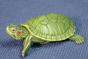 巴西龟的性格特点及外貌特征