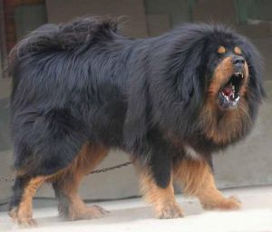 波尔多犬性格特征 可蒙犬