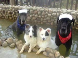 宠物狗热度排行榜 世界十大禁养名犬