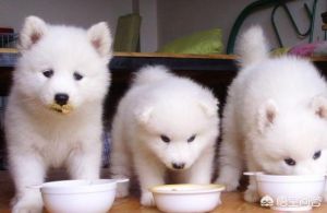 小狗多久能喂一次狗粮 小狗几个月能吃干狗粮