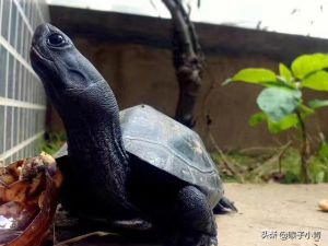 花龟和草龟的区别 黄喉拟水龟