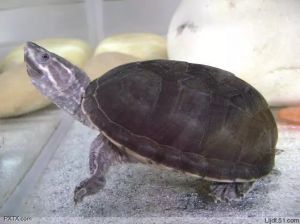 虎纹蛋龟饲养方法 蛋龟都好养吗