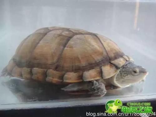巨头蛋龟饲养经验 饲养黄泽蛋龟注意什么