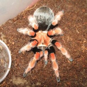 墨西哥红膝头蜘蛛的饲养方法