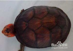 红面蛋龟饲养技巧 白环境养龟