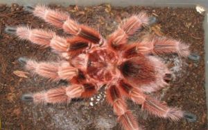 智利火玫瑰蜘蛛 中国家里常见蜘蛛种类