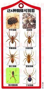 8种毒蜘蛛千万别碰 世界上最毒的蜘蛛