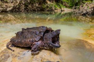 养鳄龟需要注意什么 养北美鳄龟凶吗