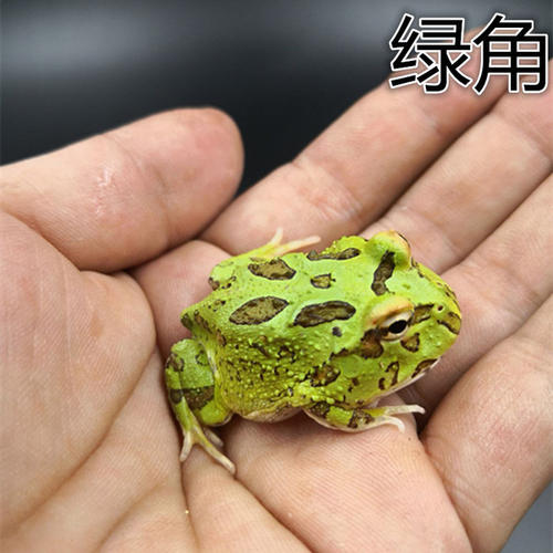 绿角蛙怎么养 蝴蝶角蛙
