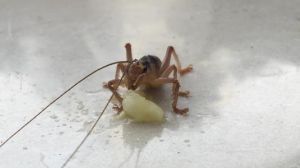 金直间1cm的幼体蜘蛛怎么喂食 金直间蜘蛛