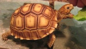陆龟生长纹怎么看 龟的生长纹颜色