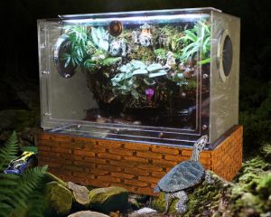 角蛙饲养箱怎么布置 角蛙的饲养温度