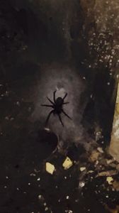 黑色蜘蛛有毒吗 家里有大蜘蛛先别打死