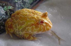 角蛙温度太低会不会死 养角蛙的温度
