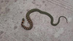 北方常见没毒的宠物蛇 最常见的宠物蛇