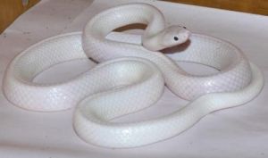 白色蛇品种 全身白色的蛇是什么品种