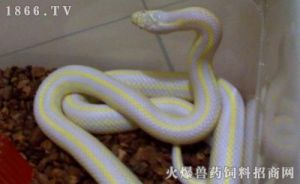 白色宠物蛇品种 宠物蛇有哪些品种