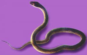 紫色宠物蛇 宠物蛇