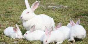 小兔子的生活习惯 兔子生活习性是怎么样的