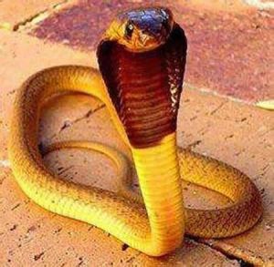 蛇最怕什么东西和气味 有蛇进屋必出贵人