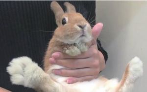 怎么抱兔子 兔子养大了好恶心