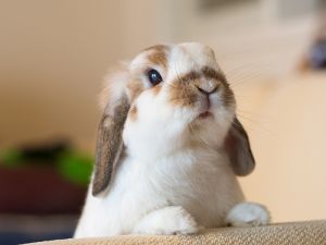 垂耳兔喜欢你的表现 为什么说养兔子要三思