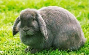 怎样养垂耳兔 垂耳兔能长多大