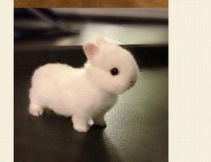 侏儒兔体型 道奇侏儒兔