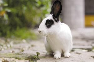 道奇兔的寿命 道奇兔多长