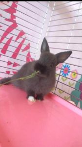 侏儒兔跟垂耳兔繁殖 垂耳兔多大可以繁殖