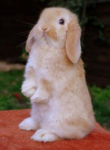 英国垂耳兔 宠物兔