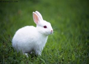 兔子生活习性是怎么样的 介绍兔子的生活习性