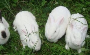 养兔子前请三思 养兔子的忌讳