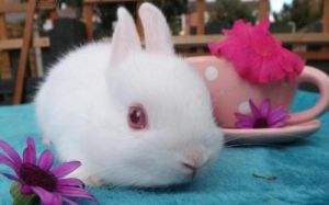 波兰兔的生活环境 波兰兔