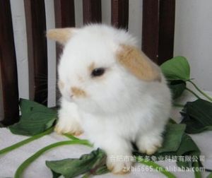 为什么侏儒兔比垂耳兔贵 垂耳兔中什么颜色最贵
