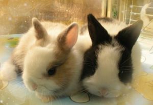 侏儒道奇兔和普通道奇区别 袖珍人和侏儒的区别