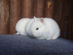为什么淘宝侏儒兔那么便宜 为什么说养兔子要三思