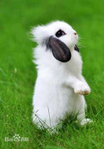养垂耳兔应该注意什么 养垂耳兔掉毛规律
