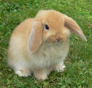 垂耳兔中什么颜色最贵 英国垂耳兔