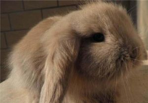 垂耳兔能长多大 长毛垂耳兔