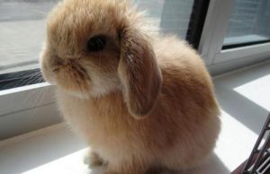 垂耳兔可以养多大 养垂耳兔可以放在屋里养吗