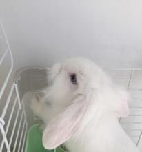 白色垂耳兔贵吗 为什么灰色垂耳兔贵