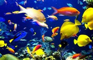 热带鱼水温 自来水养鱼怎么处理水