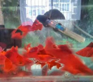 红箭和什么鱼能一起养 热带鱼红箭小鱼怎么养