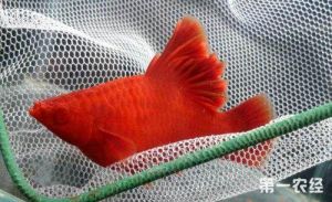 高旗红箭鱼怎么养 红箭鱼繁殖视频