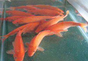 红鲤鱼夏日的养护方法 红鲤鱼饲养方法