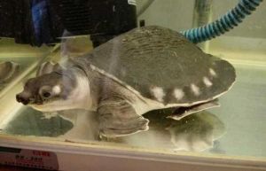 猪鼻龟如何饲养 猪鼻龟可以饲养吗